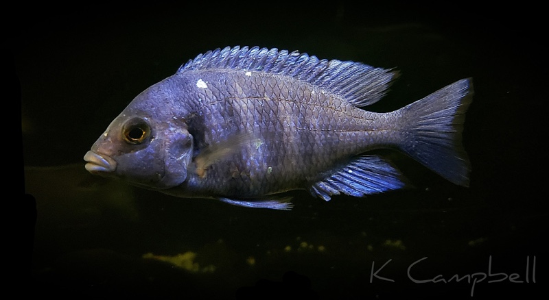 Placidochromis sp. 'phenochilus tanzania'